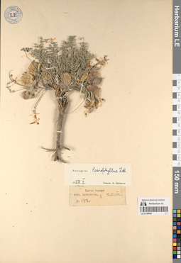 LE 01195944