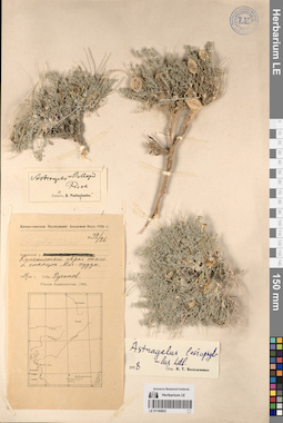 LE 01195953