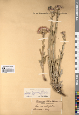 LE 01195896