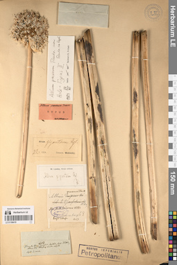 LE 01196419