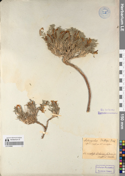 LE 01195962