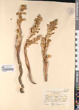 LE 01196096