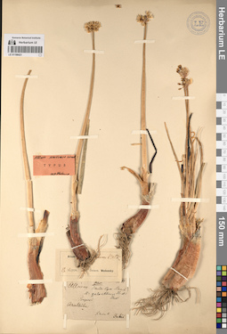 LE 01196421