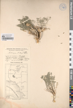 LE 01195964