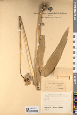 LE 01196426