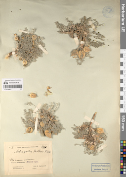 LE 01195975