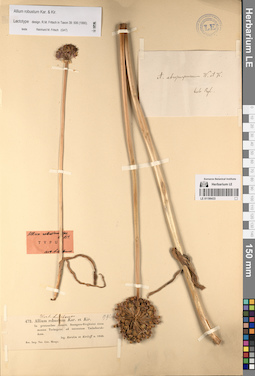LE 01196433