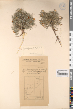 LE 01195979