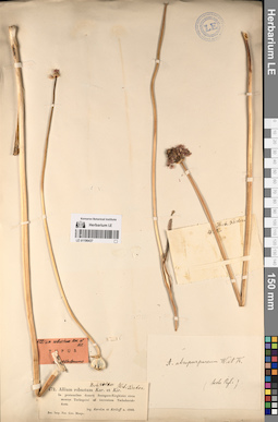 LE 01196437