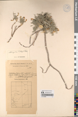LE 01195980