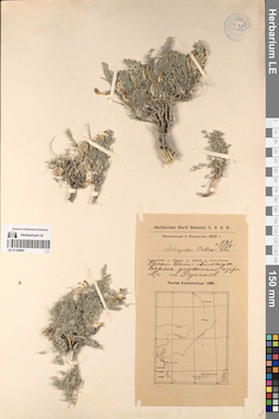 LE 01195981