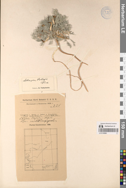 LE 01195982