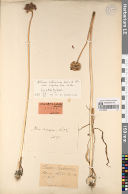 LE 01196523