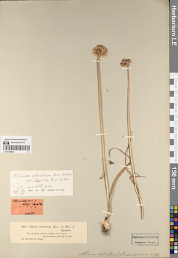 LE 01196524