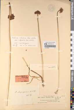 LE 01196525