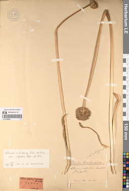 LE 01196526