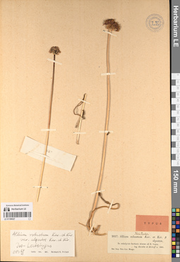 LE 01196527