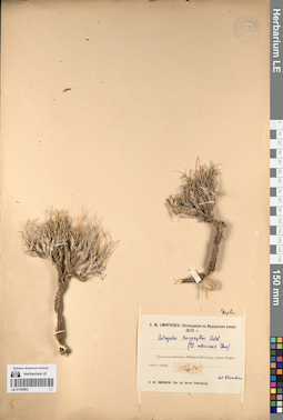 LE 01195992
