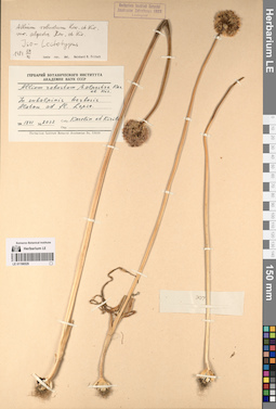 LE 01196529