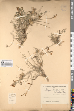 LE 01195999