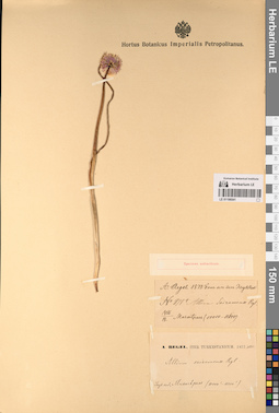 LE 01196541