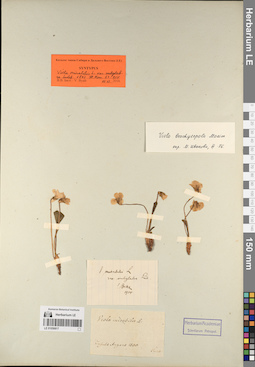 LE 01056817