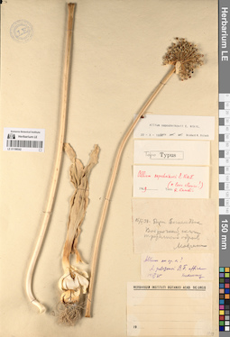 LE 01196542
