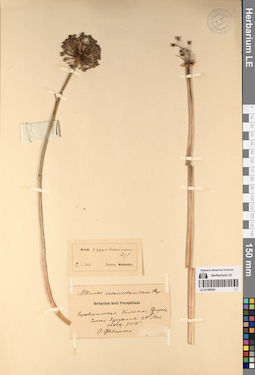 LE 01196544