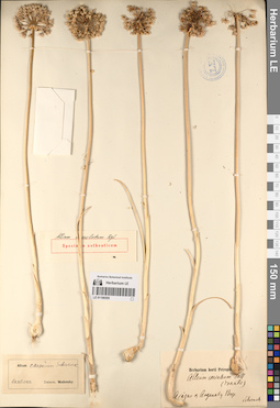 LE 01196555