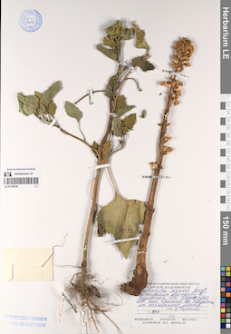 LE 01196155