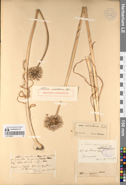 LE 01196563