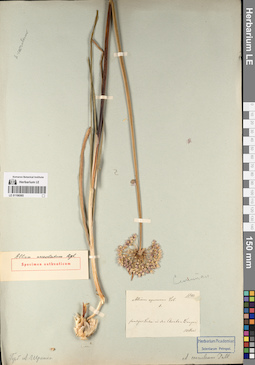 LE 01196565