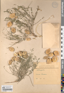 LE 01196026