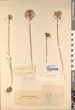 LE 01196567