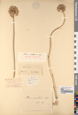 LE 01196568