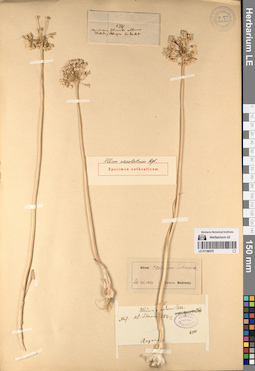 LE 01196575