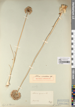 LE 01196577