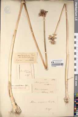 LE 01196581