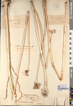 LE 01196582