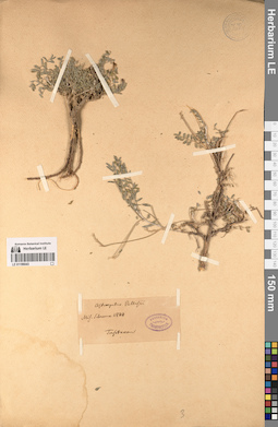 LE 01196043