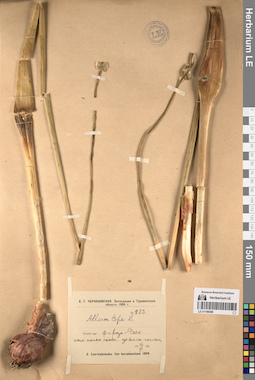 LE 01196586
