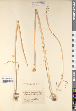 LE 01196595