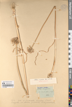 LE 01196596