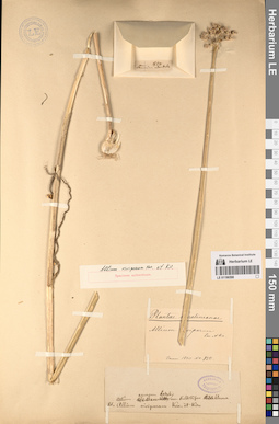 LE 01196598