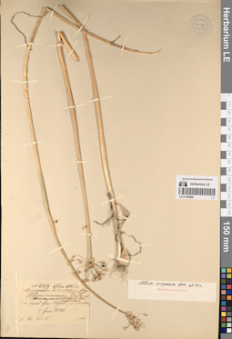 LE 01196599