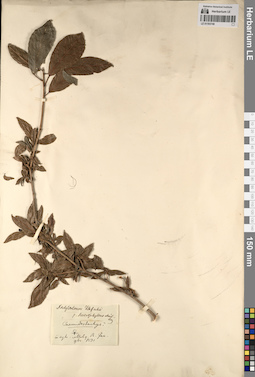 LE 01193740
