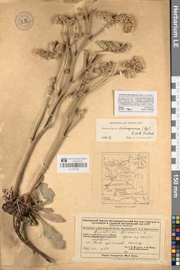 LE 01047594