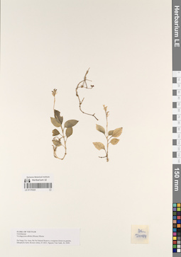 LE 01170323