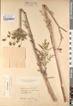 LE 01228749