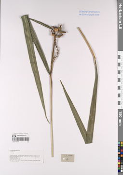 LE 01170347